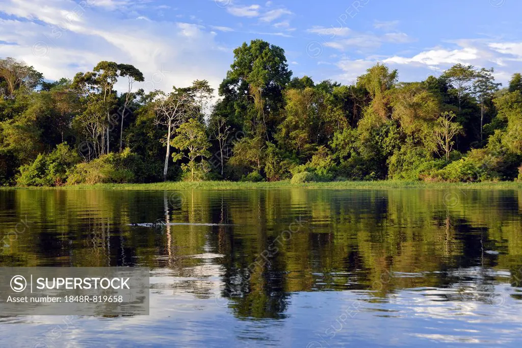 Bank of the Rio Solimões river with flooded Várzea forest, Mamirauá National Park, Manaus, Amazonas, Brazil