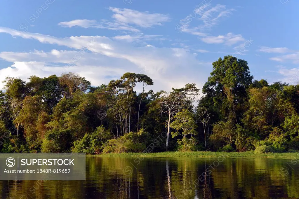 Bank of the Rio Solimões river with flooded Várzea forest, Mamirauá National Park, Manaus, Amazonas, Brazil