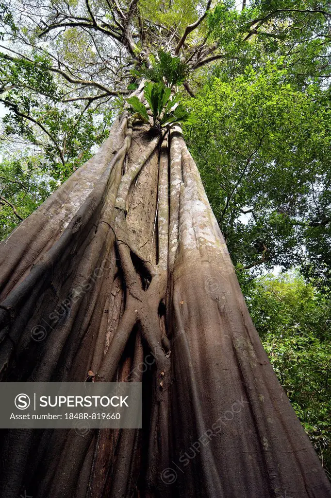 Giant rainforest tree in the flooded Várzea forest, Mamirauá National Park, Manaus, Amazonas, Brazil