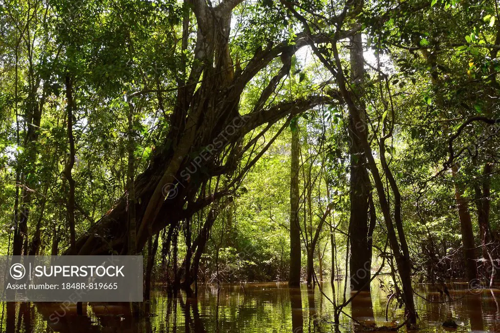 Giant rainforest tree in the flooded Várzea forest, Mamirauá National Park, Manaus, Amazonas, Brazil