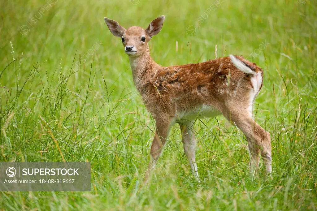 Fallow deer (Dama dama), fawn standing in a meadow, captive, Saxony, Germany