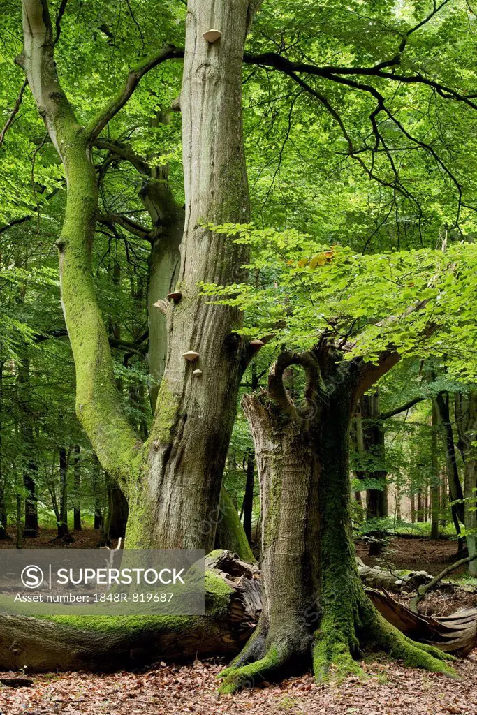 Old beech forest (Fagus sylvatica), Darss, Western Pomerania Lagoon Area National Park, Mecklenburg-Vorpommern, Germany