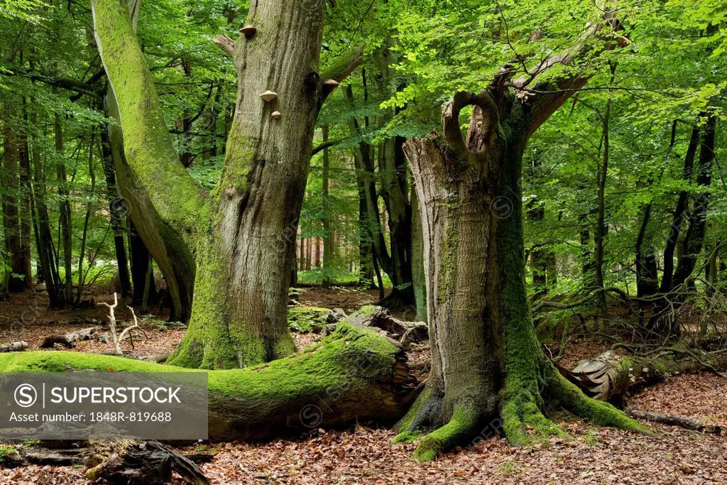 Old beech forest (Fagus sylvatica), Darss, Western Pomerania Lagoon Area National Park, Mecklenburg-Vorpommern, Germany