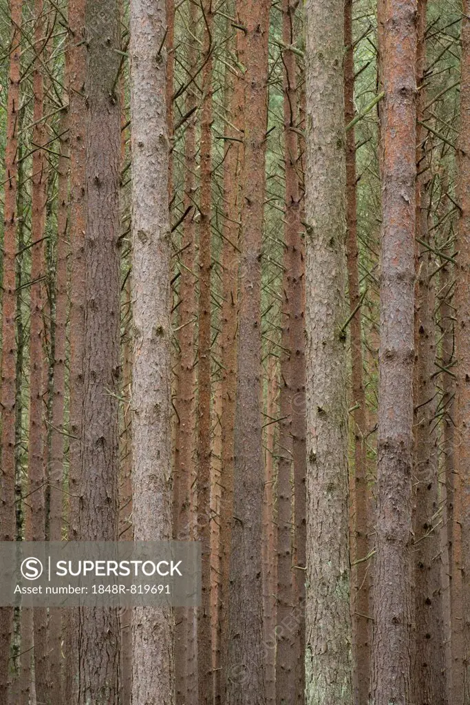 Scots pine (Pinus sylvestris), pine monoculture, Holzacker, Darß, Western Pomerania Lagoon Area National Park, Mecklenburg-Vorpommern, Germany