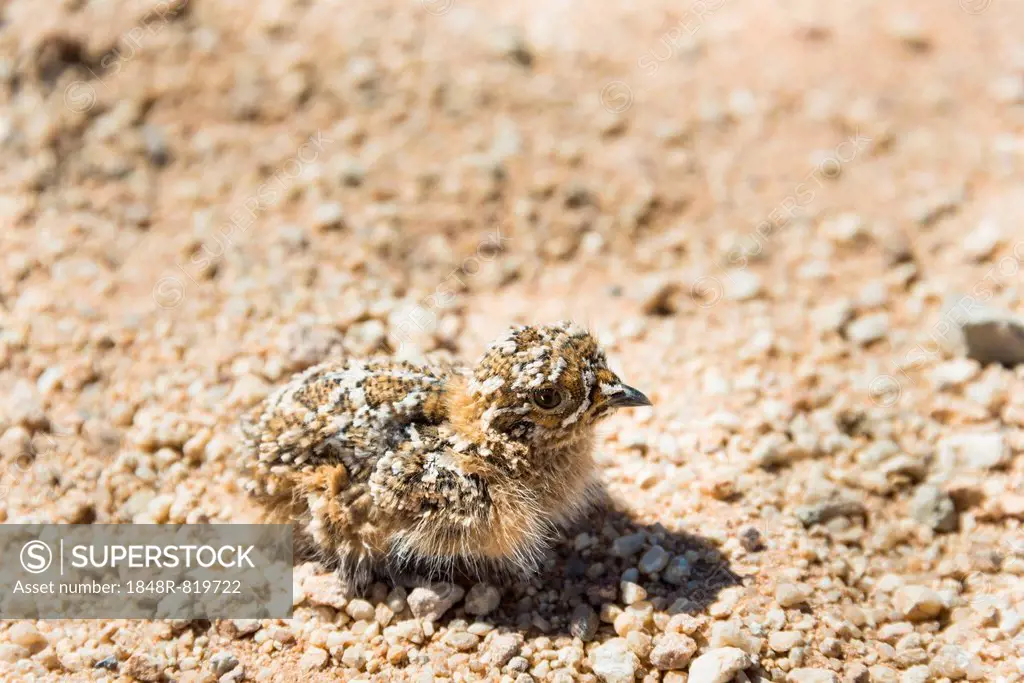 Quail (Coturnix coturnix) chick sitting on gravel road, Namibia