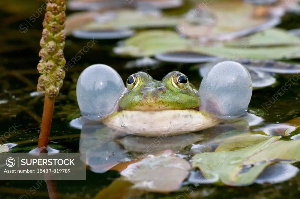 Edible Frog (Pelophylax kl. Esculentus) with vocal sac, North Hesse, Hesse, Germany