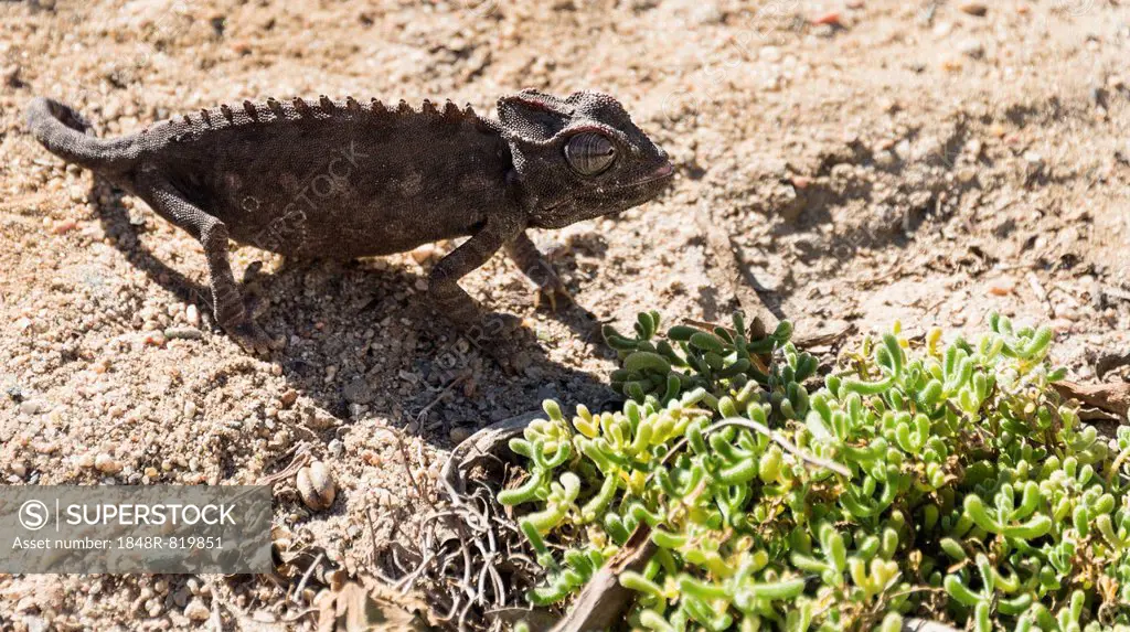 Namaqua Chameleon (Chamaeleo namaquensis), Living Desert Snake Park, Walvis Bay, Namibia