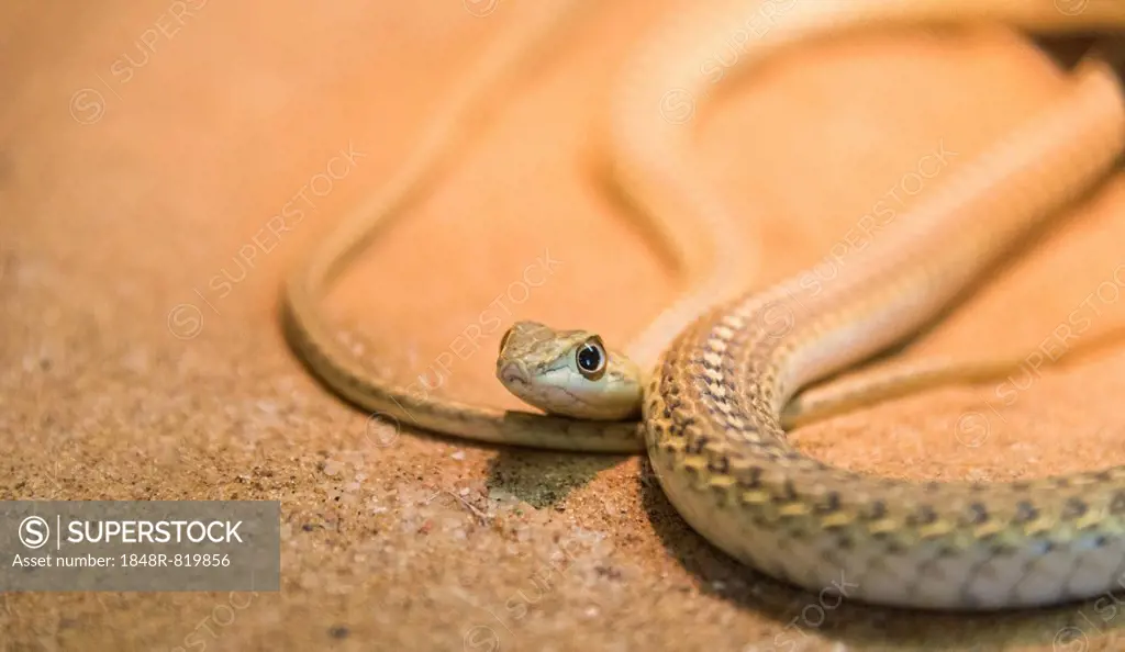 Namib Sand Snake (Psammophis namibensis), Living Desert Snake Park, Walvis Bay, Namibia