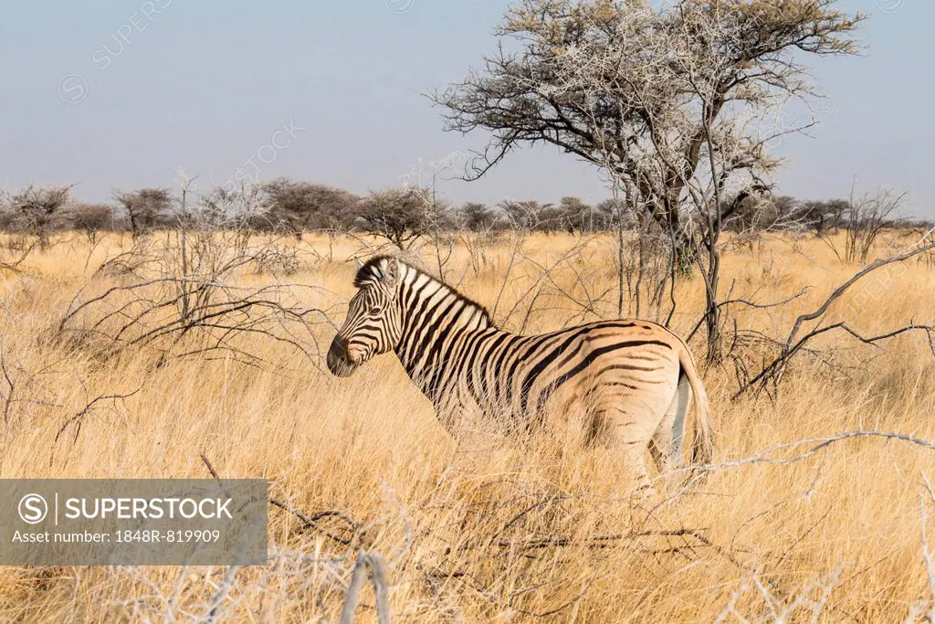 Plains Zebra (Equus burchellii) standing in dry grass, Etosha National Park, Namibia