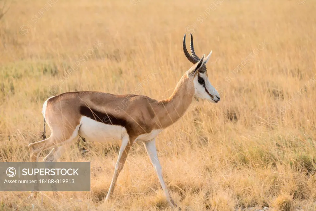 Springbok (Antidorcas marsupialis), Etosha National Park, Namibia