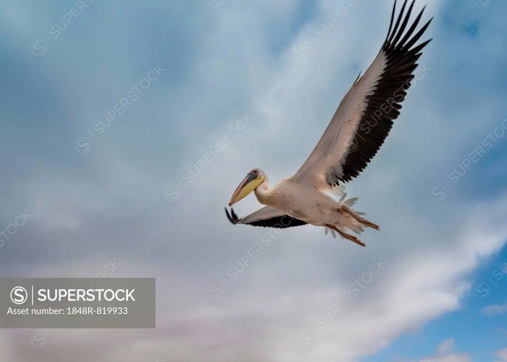 Great White Pelican (Pelecanus onocrotalus) in flight in Walvis Bay, Namibia