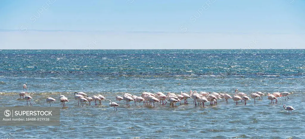 American Flamingoes (Phoenicopterus ruber), Lesser Flamingoes (Phoeniconaias minor) in Walvis Bay, Namibia