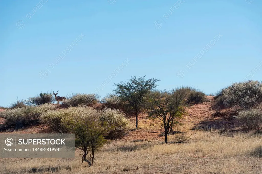Greater Kudu (Tragelaphus strepsiceros) on sand dune, Kalahari, Namibia