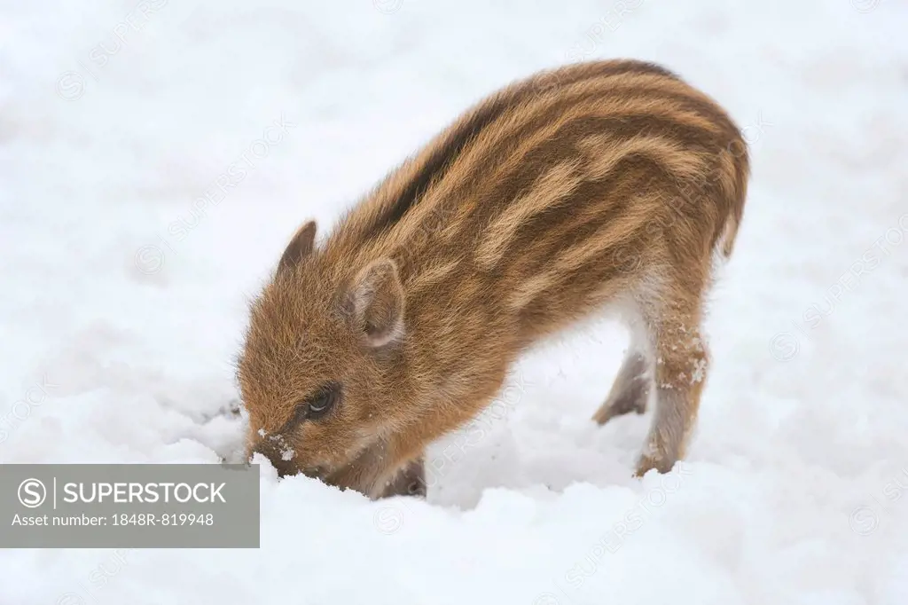 Wild Boar (Sus scrofa), piglet digging in the snow, captive, Saxony, Germany