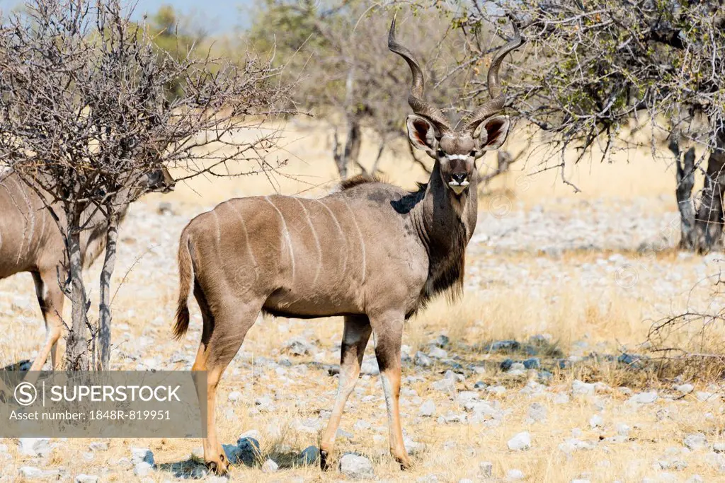 Greater Kudu (Tragelaphus strepsiceros), Etosha National Park, Namibia