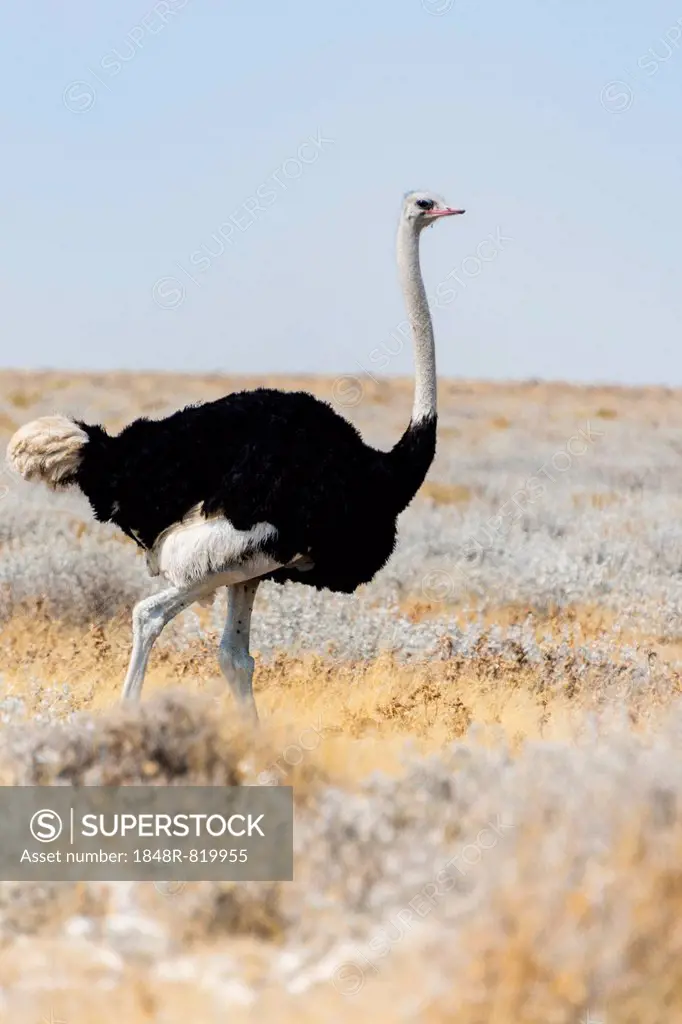African ostrich (Struthio camelus), Etosha National Park, Namibia