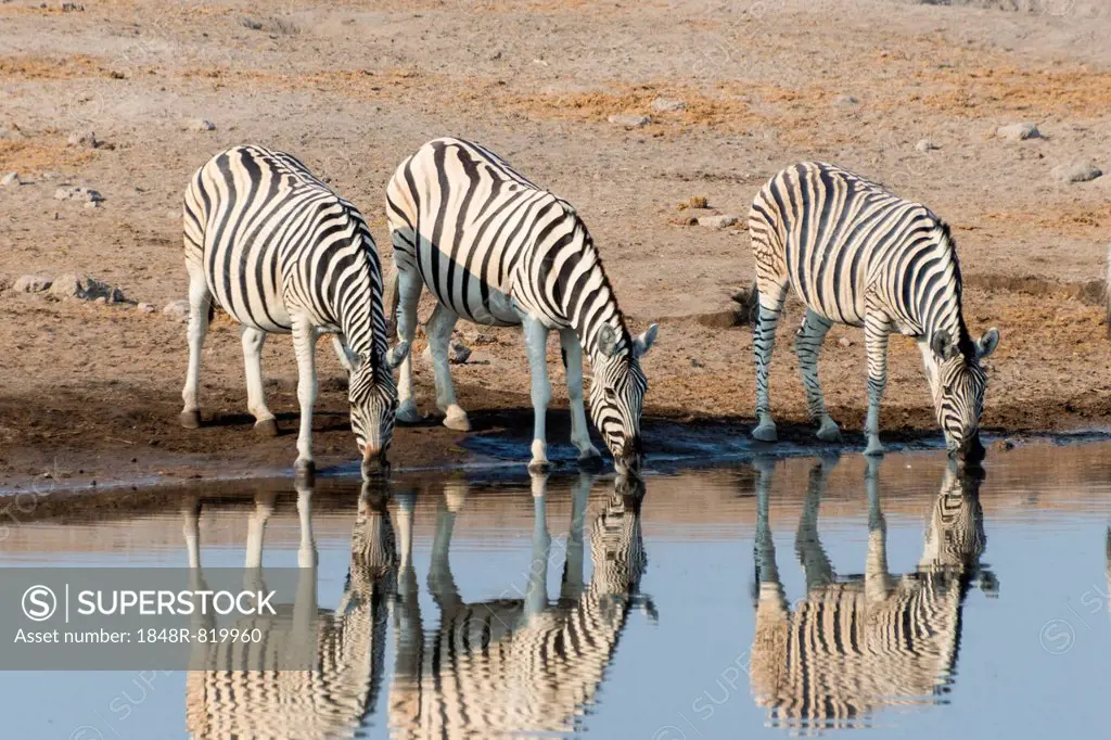Burchell's Zebras (Equus quagga burchellii), reflection of three zebras whilst drinking at the Chudop waterhole, Etosha National Park, Namibia
