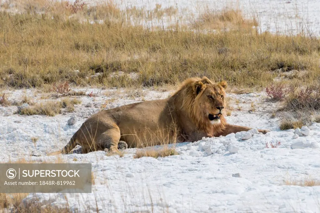 Lion (Panthera leo), male lion resting with a full stomach on the edge of the Etosha salt pan, Etosha National Park, Namibia