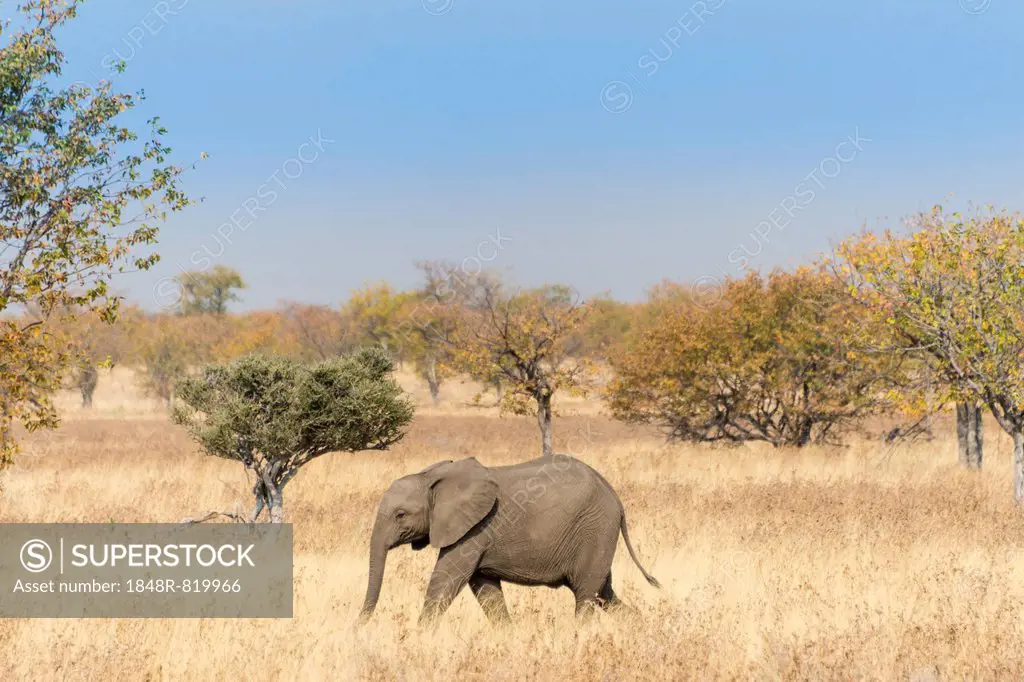 African Elephant (Loxodonta africana), calf roaming the dry bushland, Etosha National Park, Namibia