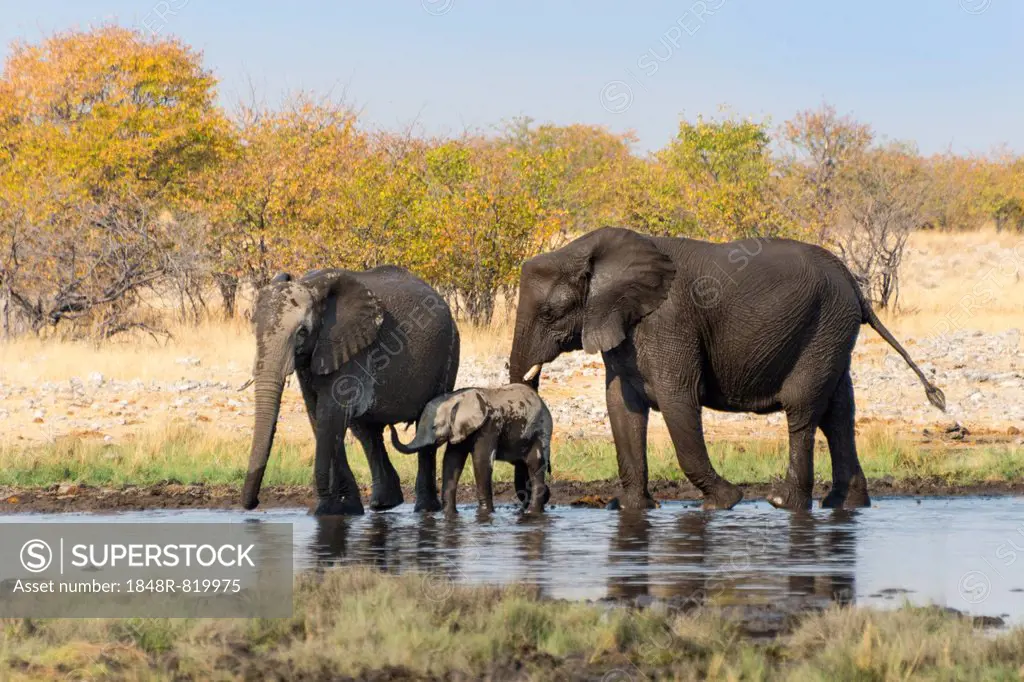 African Elephants (Loxodonta africana) with calf after bathing in the Rietfontein waterhole, Etosha National Park, Namibia