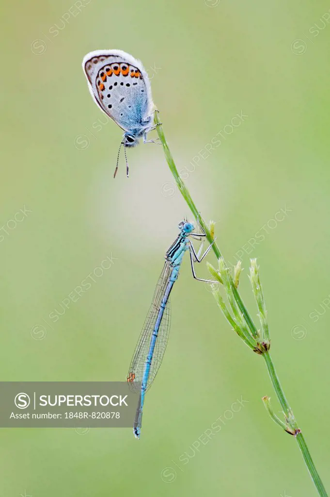 Common Blue (Polyommatus icarus) and a Blue-tailed Damselfly (Ischnura elegans) on a blade of grass, North Hesse, Hesse, Germany