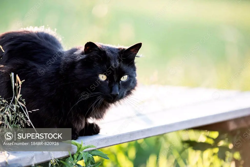 Black long hair cat