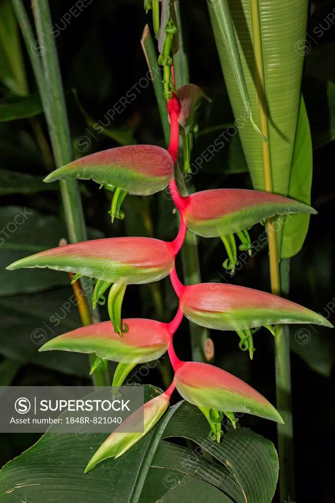 Heliconia (Heliconia), Chiang Mai Province, Thailand