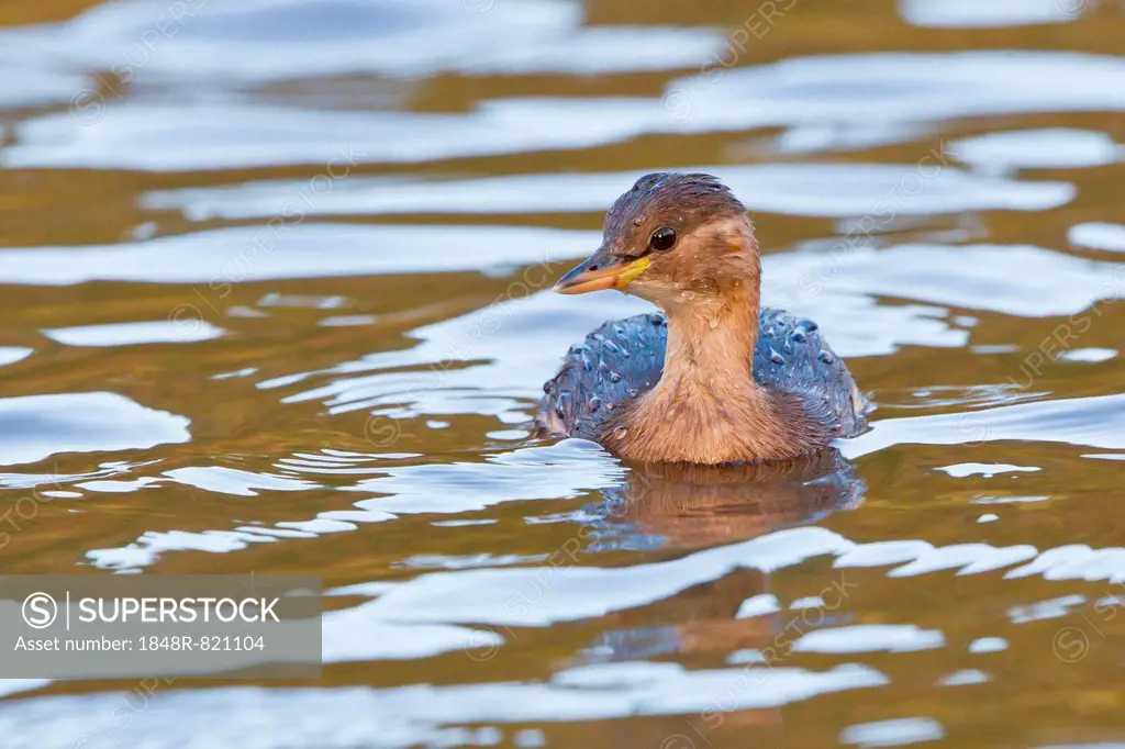 Little Grebe (Tachybaptus ruficollis) in the water, North Hesse, Hesse, Germany, Europe