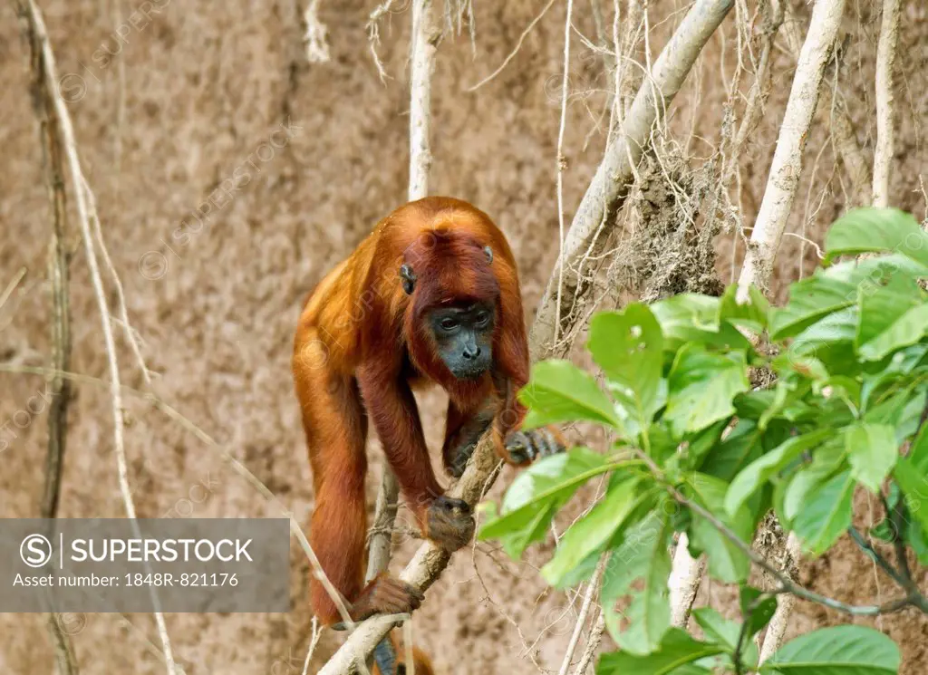 Red Howler Monkey (Alouatta seniculus), Tambopata Nature Reserve, Madre de Dios Region, Peru