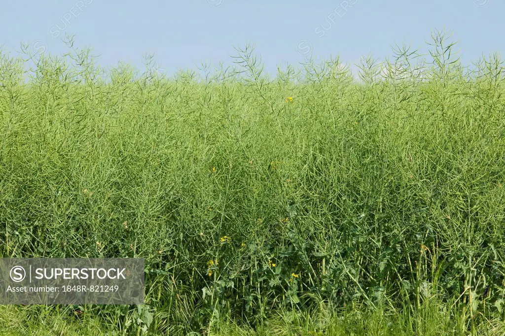Oilseed Rape (Brassica napus), unripe, Thuringia, Germany