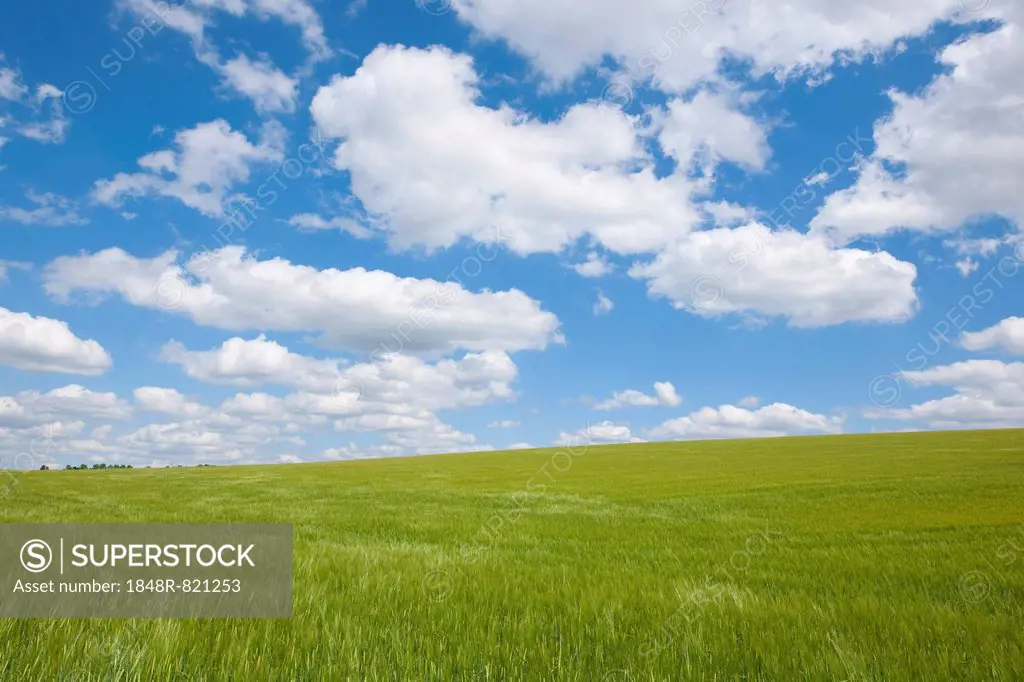 Barley field (Hordeum vulgare) in spring with blue sky and cumulus clouds, Thuringia, Germany