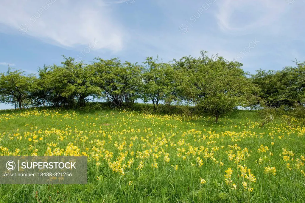 Spring field with Cowslip flowers (Primula veris), Thuringia, Germany