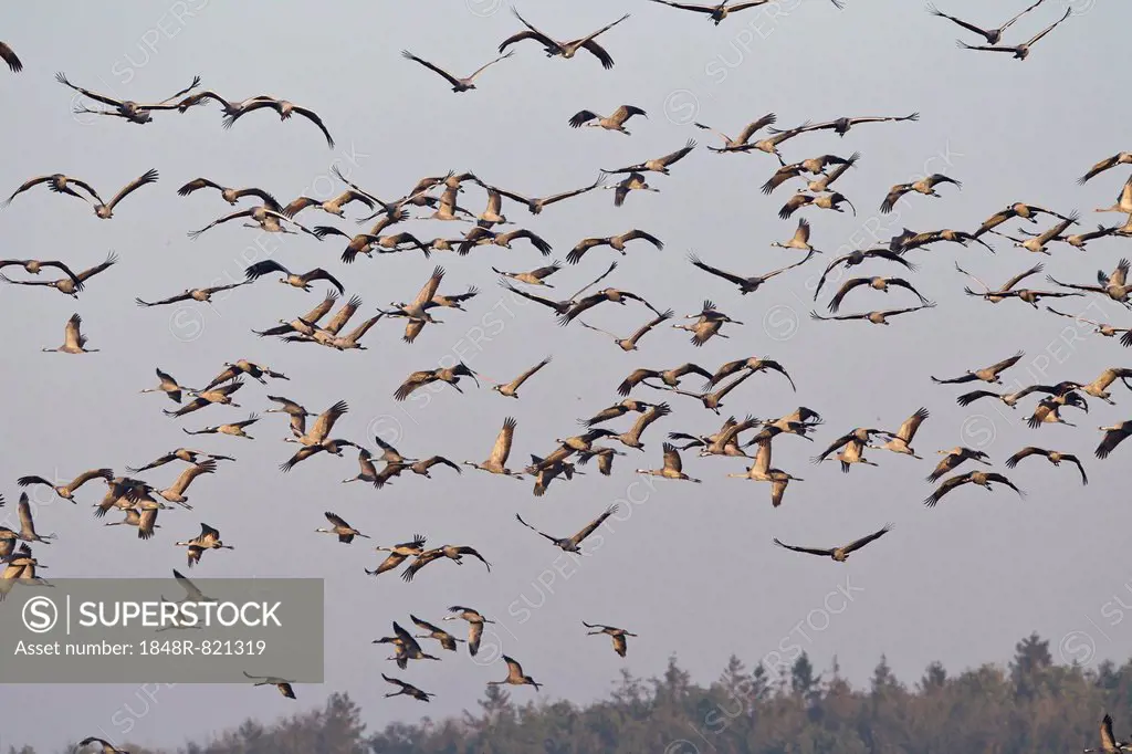 Flying Cranes (Grus grus) in the morning, Mecklenburg-Vorpommern, Germany