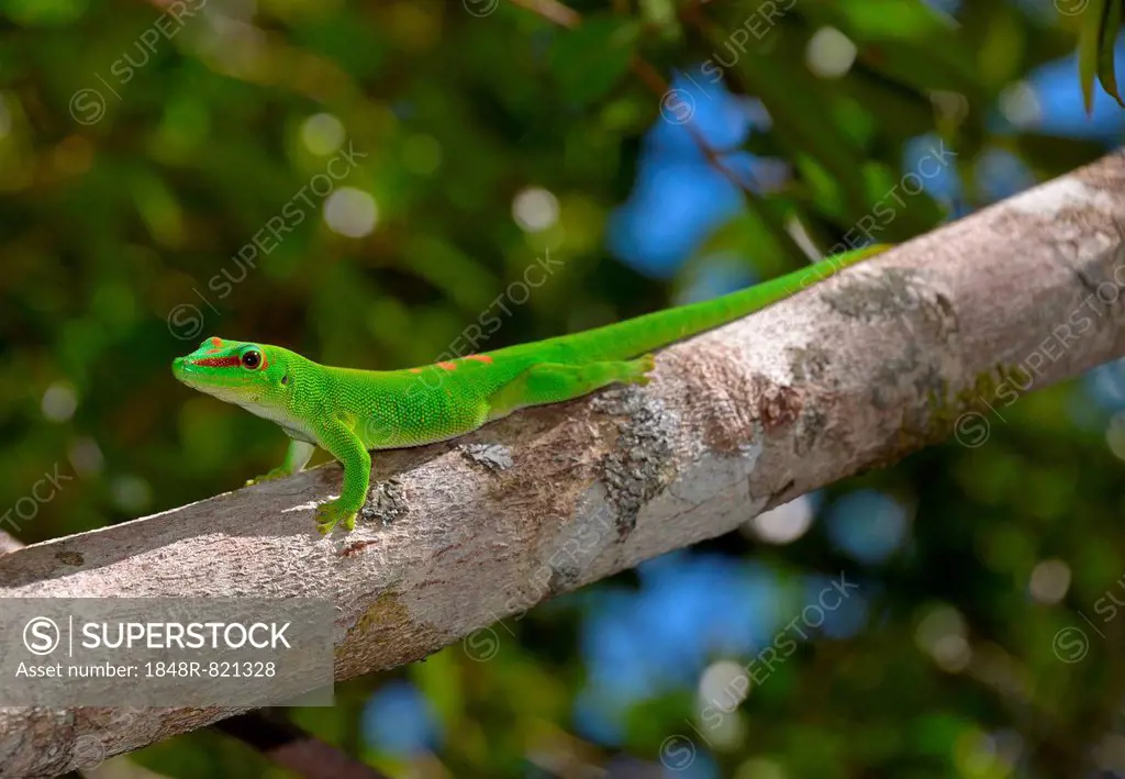 Giant Day Gecko (Phelsuma madagascariensis grandis), Ankany ny Nofy, Madagascar