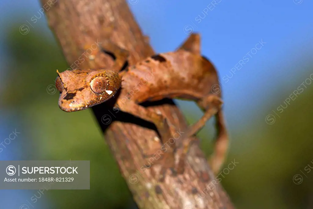 Leaf-tail Gecko or Flat-tail Gecko (Uroplatus giganteus), Marojejy National Park, Madagascar