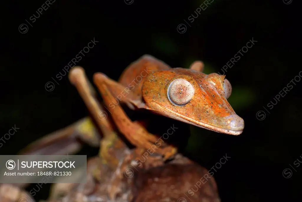 Lined Leaf-tail Gecko (Uroplatus lineatus), Marojejy National Park, Sava region, Madagascar