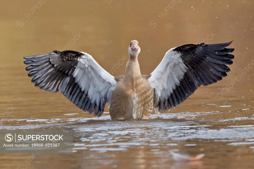 Young Egyptian Goose (Alopochen aegyptiacus) with outstretched wings, Hesse, Germany