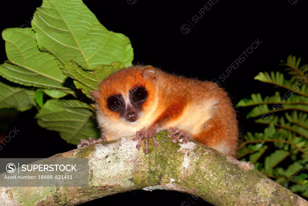 Brown mouse lemur (Microcebus rufus), Masoala National Park, Madagascar