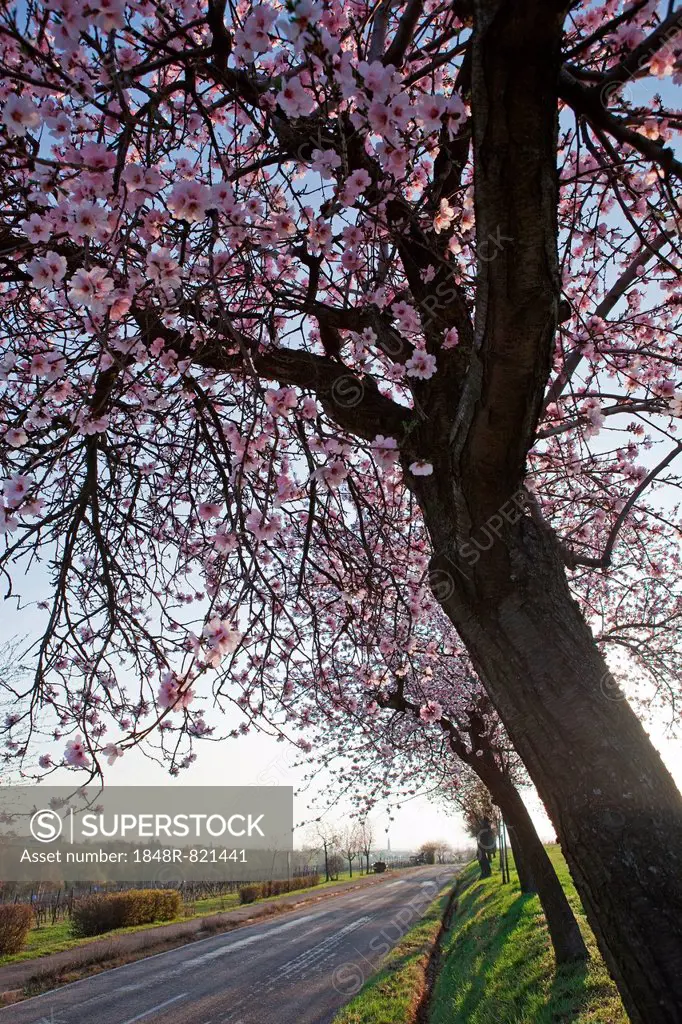 Blossoming almond trees (Prunus dulcis), Rhineland-Palatinate, Germany