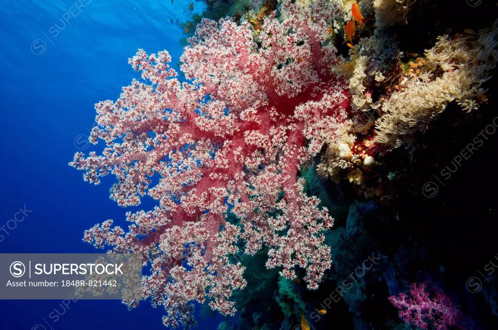 Soft Coral (Alcyonacea), Red Sea, Egypt