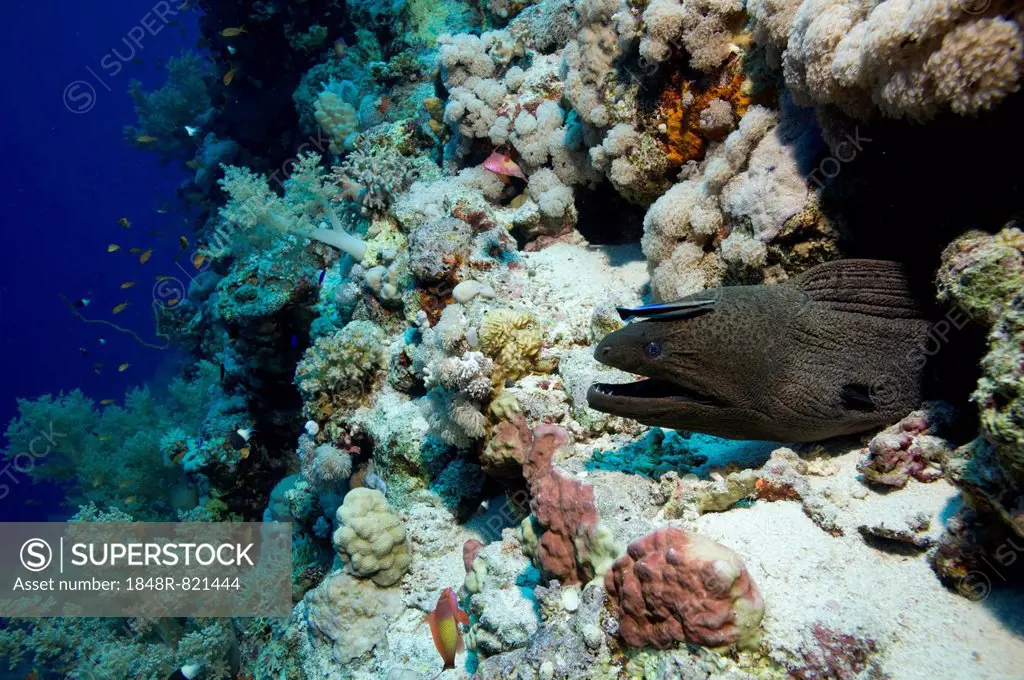 Giant Moray (Gymnothorax javanicus), Red Sea, Egypt