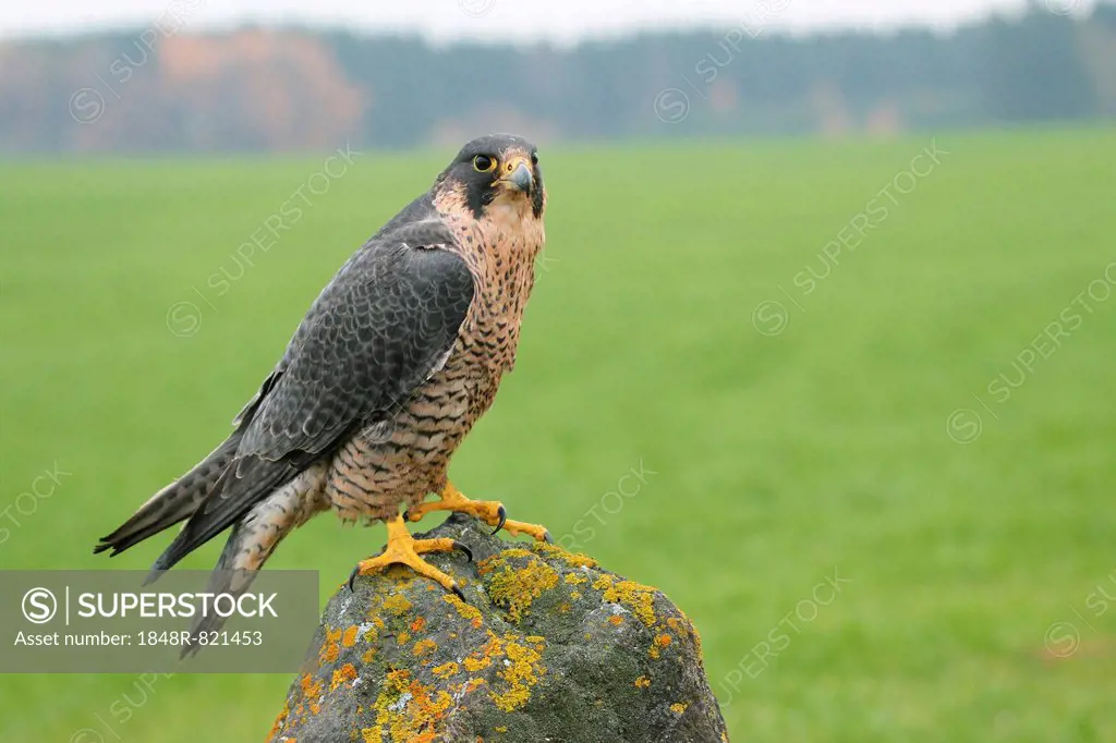Peregrine Falcon (Falco peregrinus), Allgäu, Bavaria, Germany
