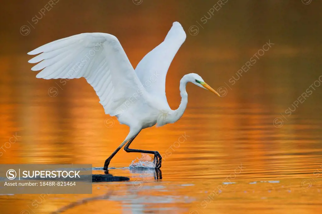 Great Egret or Great White Heron (Ardea alba), fishing, North Hesse, Hesse, Germany
