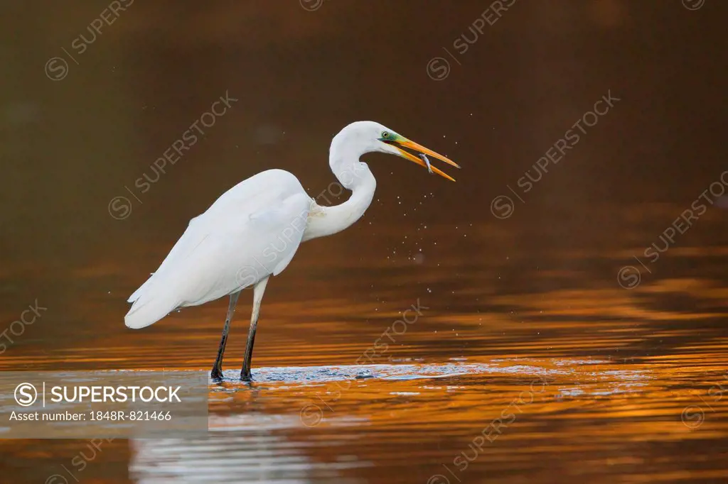 Great Egret or Great White Heron (Ardea alba), with prey, North Hesse, Hesse, Germany