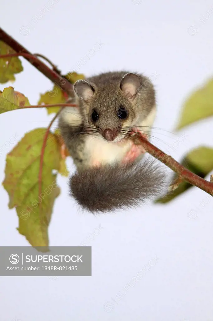 Edible dormouse (Glis glis) on an apple branch, Hesse, Germany