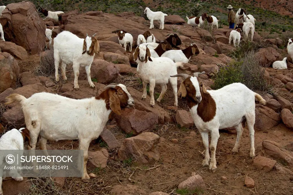 Herd of Boer Goats, near Kuboes, Richtersveld, Northern Cape Province, South Africa