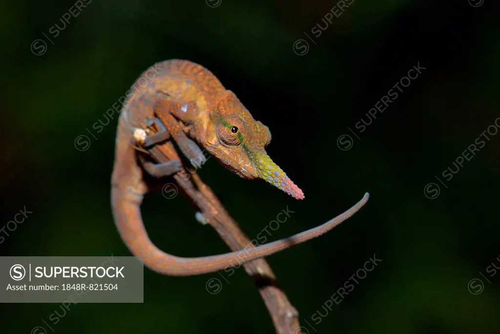 Pinocchio-Chamaleon (Calumma gallus), Voimana National Park, Andasibe, Madagascar