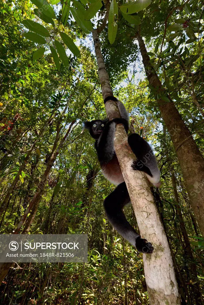 Indri (Indri indri), Analamazaotra National Park, Madagascar
