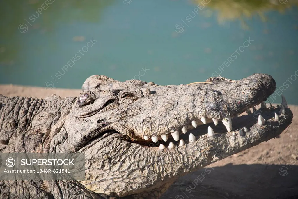 Nile Crocodile (Crocodylus niloticus), Otjiwarongo Crocodile Ranch, Otjiwarongo, Namibia