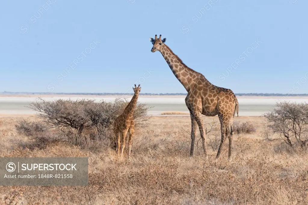 Giraffe (Giraffa camelopardis) with a calf, Etosha salt pan, Etosha National Park, Namibia